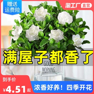 浓香栀子花盆栽带花苞水培植物室内茉莉花卉绿植物九里香四季 开花