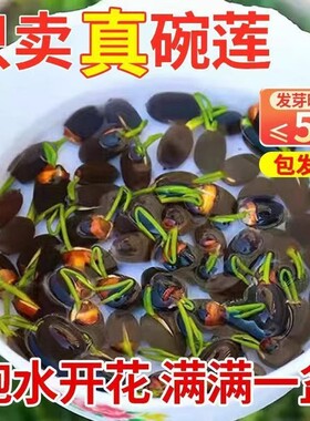 碗莲种子水培植物室内外花卉