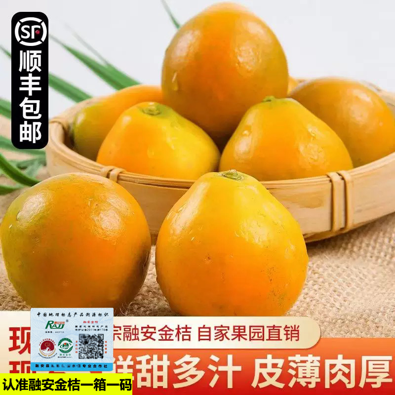 正宗脆蜜金柑广西融安金桔水果第三代脆蜜金桔纯甜第三代大金桔