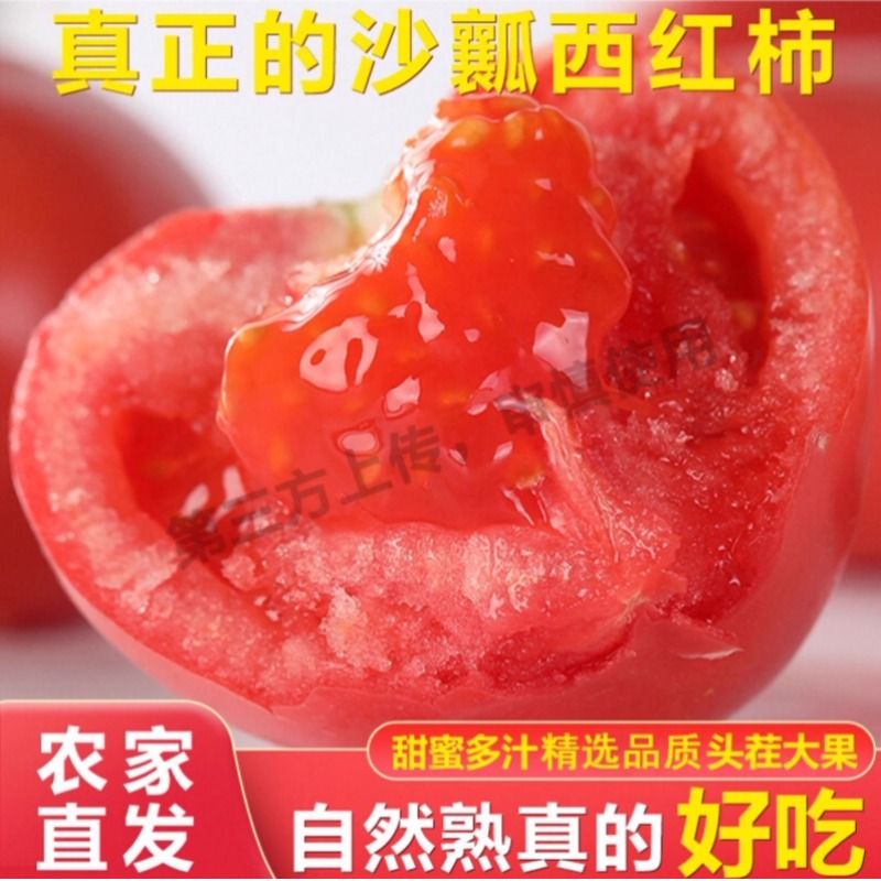 沙瓤番茄老品种西红柿新鲜露天自然熟可生吃水果洋柿子蔬菜包邮