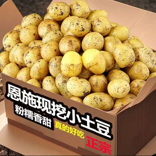 现挖恩施小土豆9斤现挖湖北新鲜黄心土豆当季 蔬菜整箱迷你马铃薯