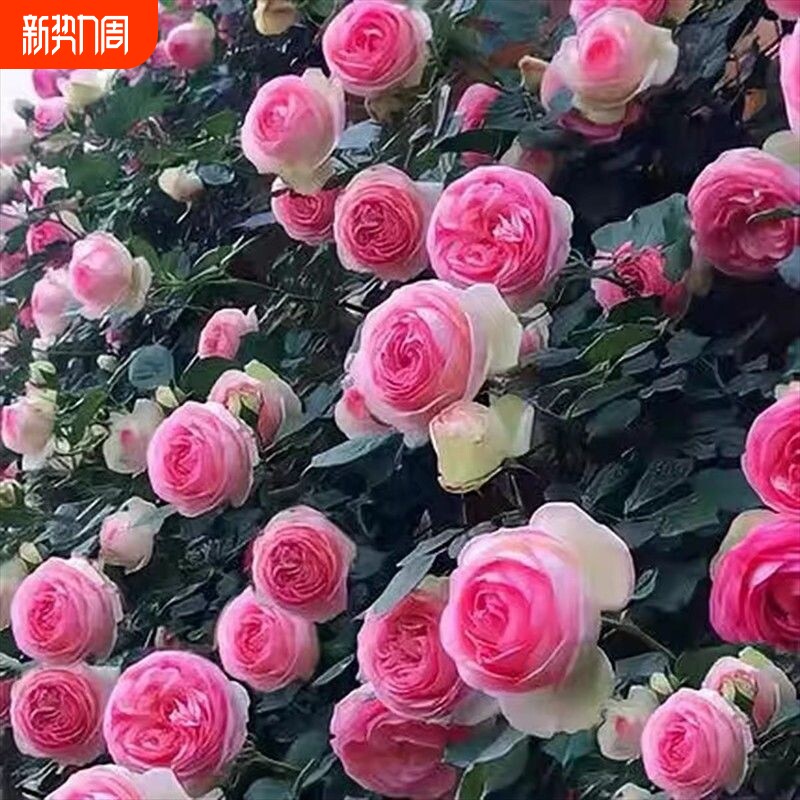 云南老桩爱莎爬藤玫瑰苗大花月季四季开花阳台盆栽耐寒易活包发芽