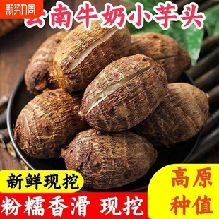 云南牛奶小芋头新鲜现挖粉糯香滑芋头种植小香芋毛芋头当季 软糯