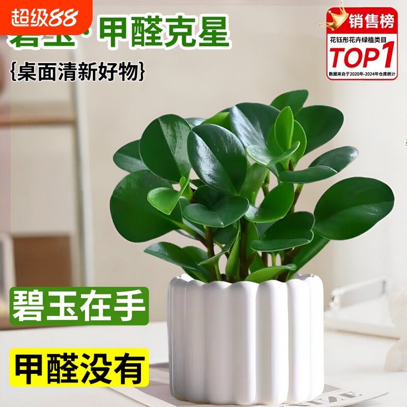 碧玉豆瓣绿盆栽绿植盆景净化空气小绿植四季常青水培植物室内好养