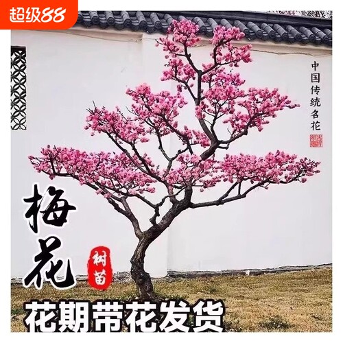 红梅花树苗庭院盆栽室外耐寒腊梅老桩花卉植物四季种盆景榆叶梅