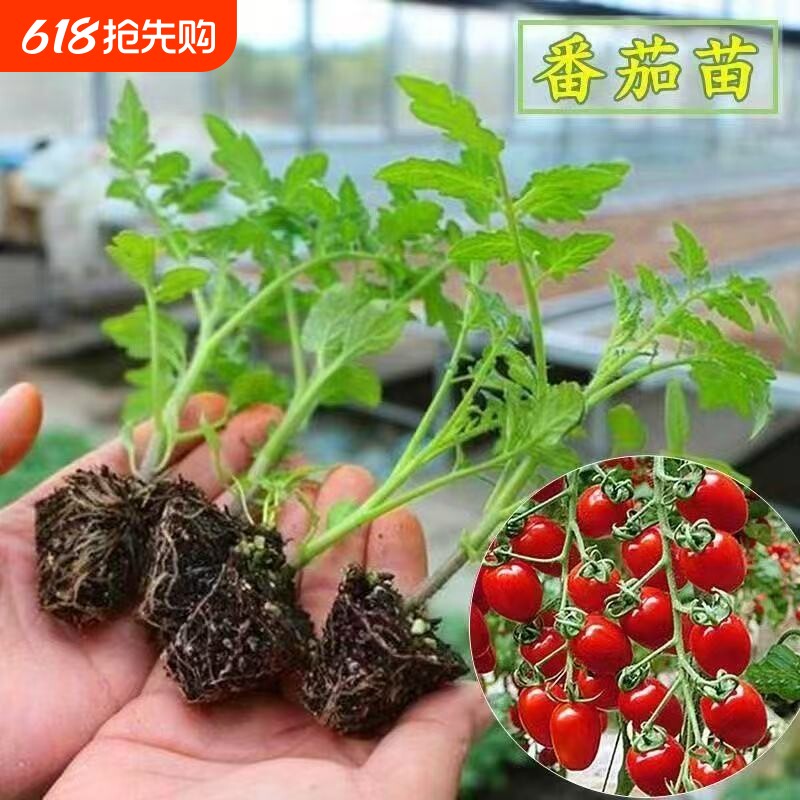 超甜千禧圣女果苗秧苗正宗爆甜薄皮小番茄种子四季盆栽绿植