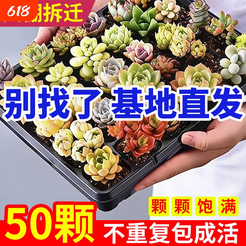 多肉植物批发多肉组合盆栽肉肉植物生石花绿植组合石莲花