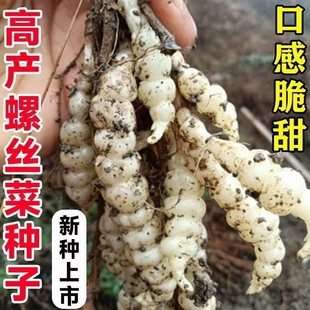 2025螺丝菜宝塔菜种子宝塔菜甘露牯牛葫芦溜子四季阳台盆栽蔬菜种