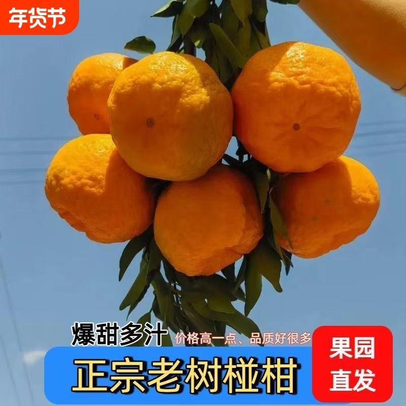 湖南碰柑湘西特产碰柑现摘现发新鲜碰柑多汁老人孕妇儿童当季水果,水产肉类/新鲜蔬果/熟食,桔子,淘宝优惠券,粉丝福利购,淘宝优惠卷