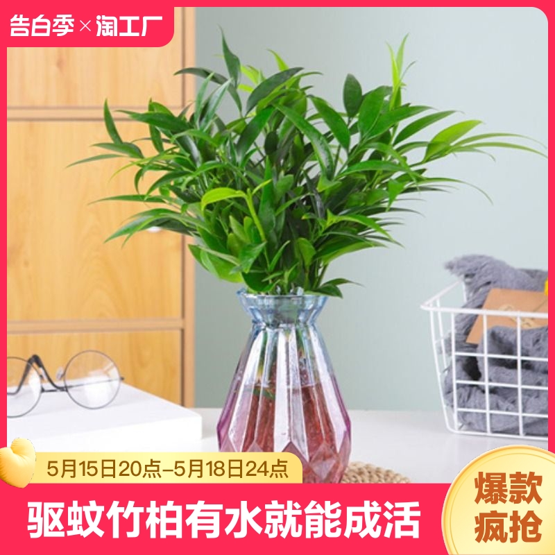 驱蚊竹柏水培植物室内水养绿植花卉盆栽办公室桌面四季常青草好养