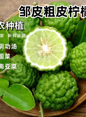 新鲜皱皮柠檬粗皮柠檬丑果柠檬毛里橙泰国菜东南亚菜用马蜂橙包邮