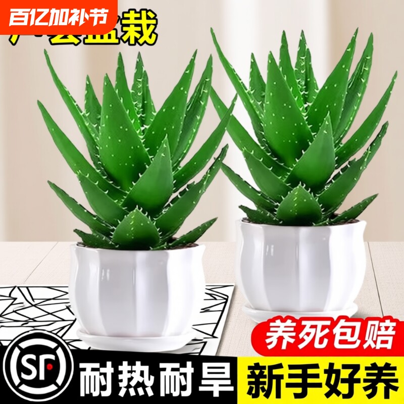 芦荟盆栽室内除甲醛净化空气花卉绿植仙人掌多肉植物四季好养客厅