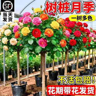 棒棒糖月季四季开花卉盆栽庭院室外花园植物特大树状树桩月季老桩