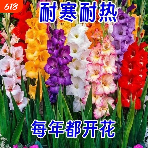 剑兰花大花唐菖蒲花四季开花