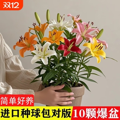 百合花种球盆栽冰美人进口土培耐寒花卉重瓣香水百合种子种植苗籽