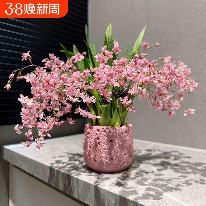 文心兰花苗四季开花冬带花水培苔藓球室内花卉盆栽绿植冬季客厅