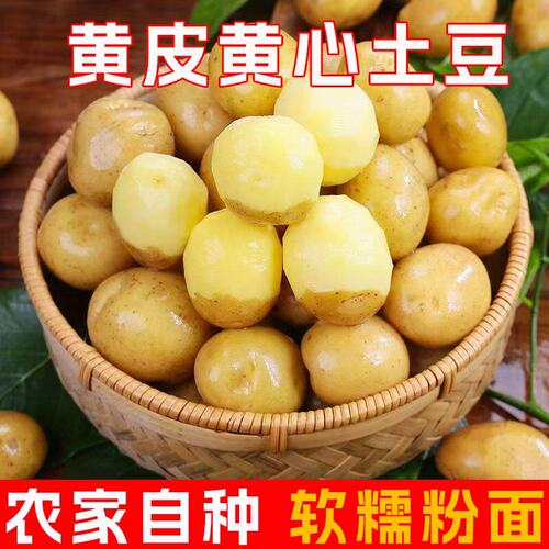 现挖新鲜土豆沙面粉糯迷你