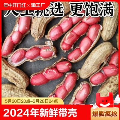 2024年新鲜花生带壳红皮湿花生带泥当季现挖农家红衣可水煮活花生