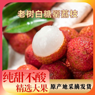 白糖罂荔枝【顺丰冷链】正宗高州新鲜水果产地直发应季老树果鲜甜