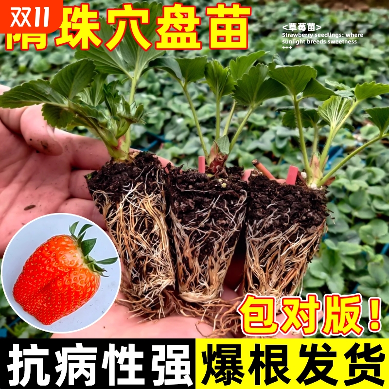 草莓穴盘苗当年结果当年开花