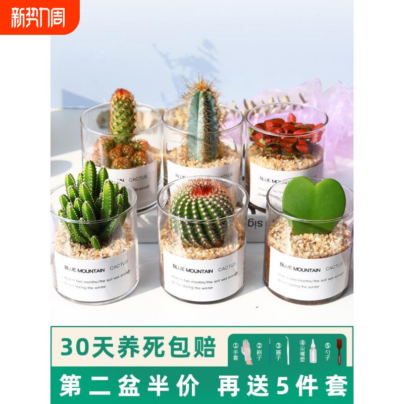 多肉植物仙人掌盆栽室内肉肉仙人球小植物开花办公室工位桌面绿植