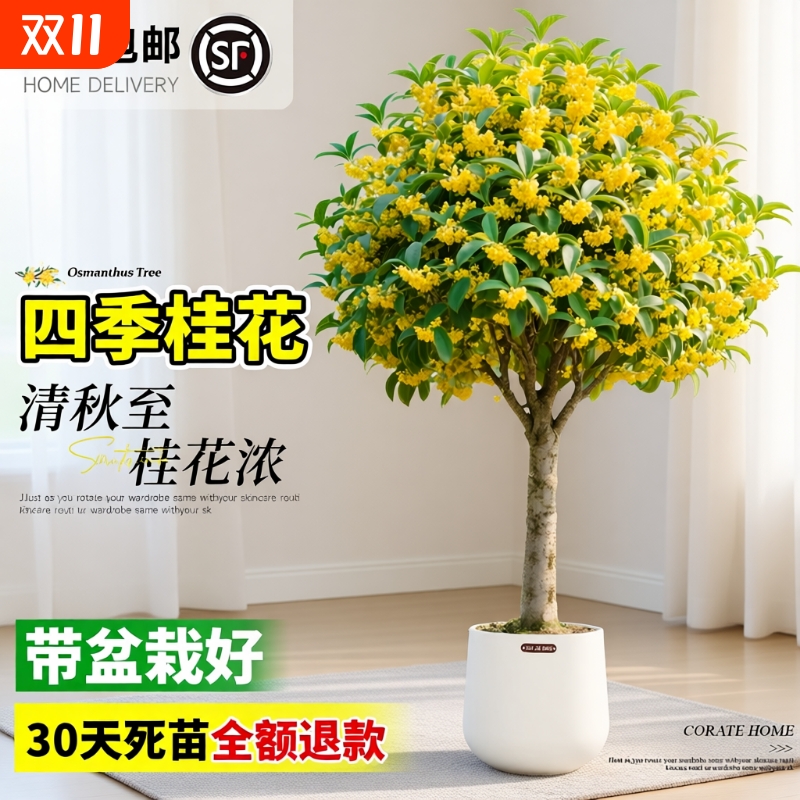 特级大盆老桩四季桂花室内盆栽带花苞八月桂树苗浓香可食用绿植物
