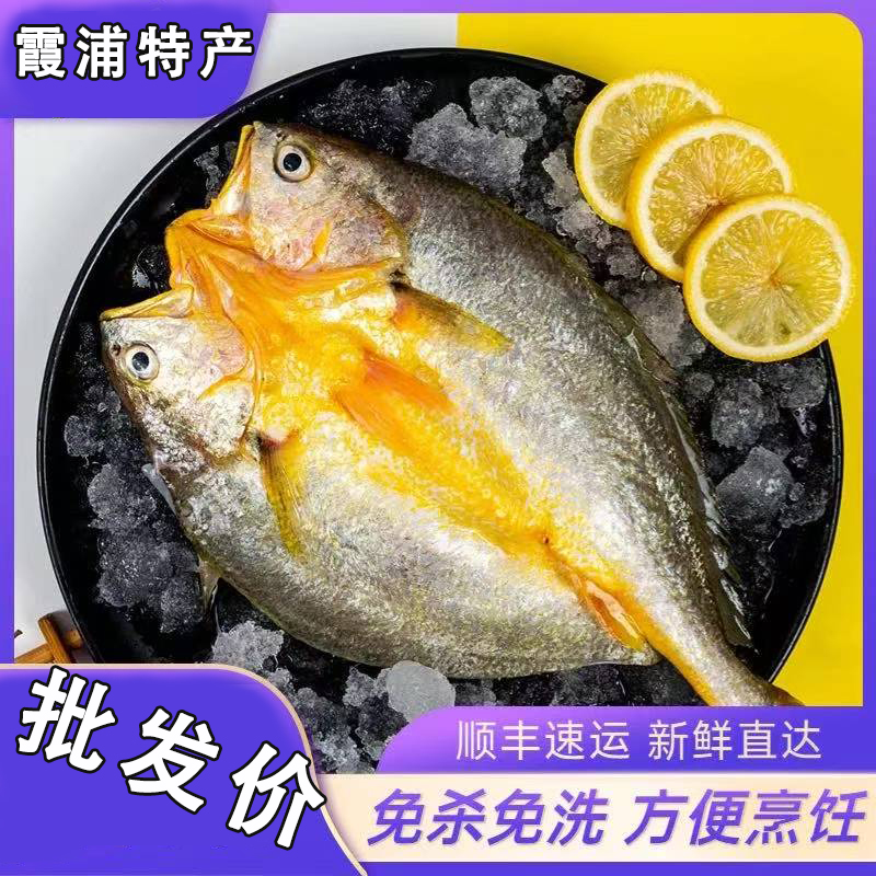 宁德黄鱼鲞霞浦黄花鱼开背黄鱼免杀免洗免处理生鲜海鲜活鱼制作