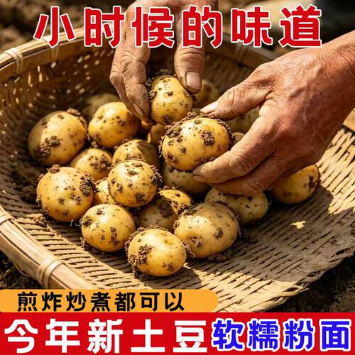 恩施小土豆富硒土豆现挖