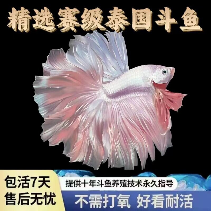 泰国斗鱼仙女款纯白半月超美网红小型淡水热带冷水观赏鱼好养耐活
