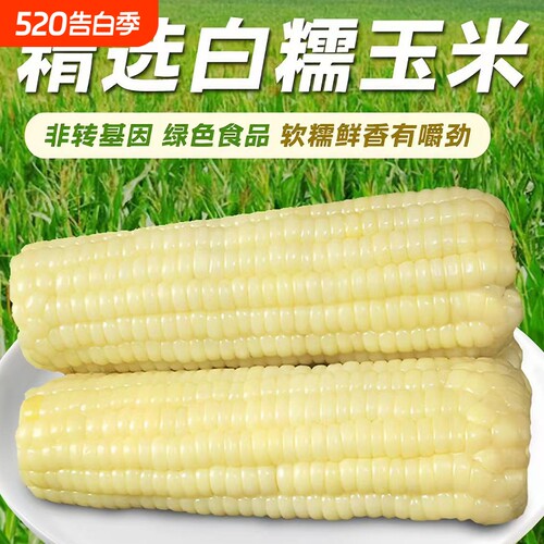 新鲜甜糯玉米白糯玉米新鲜糯玉米棒真空装包装白甜糯黏玉米非即食