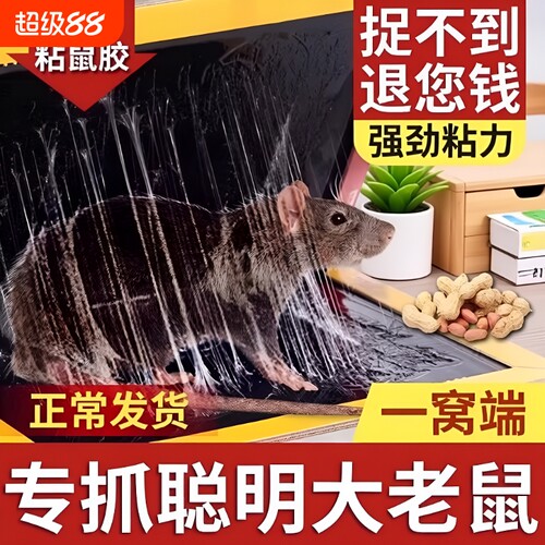 强力粘鼠板大老鼠贴超强家用神器粘鼠器粘大老鼠器强力胶粘板捕鼠