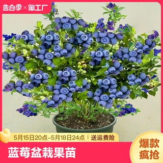 蓝莓树果苗带果蓝莓苗盆栽果树苗当年结果南北方种植兔眼特大阳台