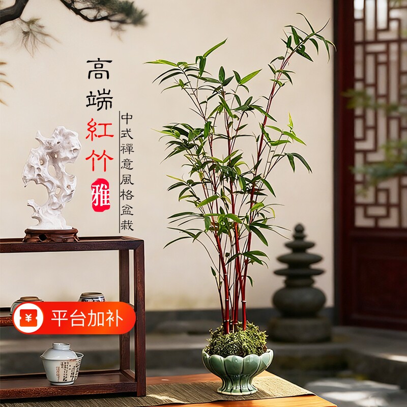 红竹苔藓球翡翠观音竹子盆栽水培植物室内凤尾竹米竹桌面盆景鱼缸