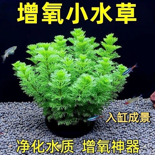 宝塔羽毛绿菊增氧懒人球形水草鱼缸造景无需底砂净化水质好养耐活