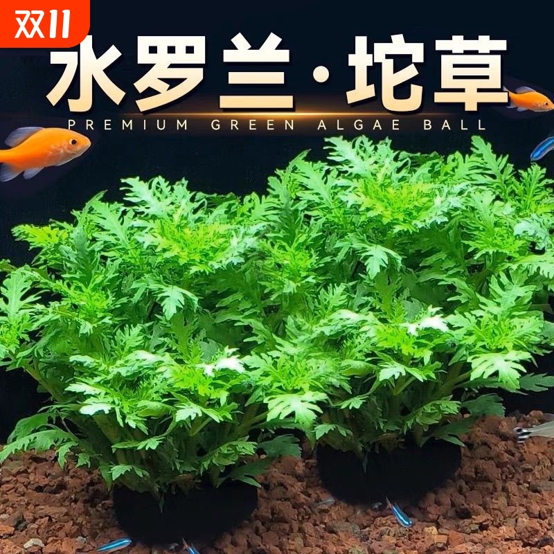 水罗兰坨草净化水质增氧阴性植物鱼缸龟缸造景后景观生态缸易养活