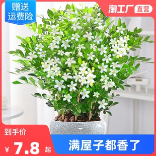 九里香盆栽植物室内浓香花卉茉莉花老桩四季 开花千里香绿植好养