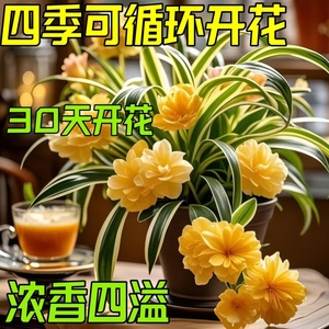 金边吊兰盆栽绿植花卉四季开花室内外重瓣大花五颜六色客厅阳台