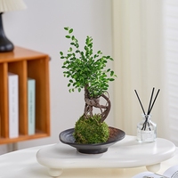 榆樹盆景室內(nèi)桌面四季常青好養(yǎng)