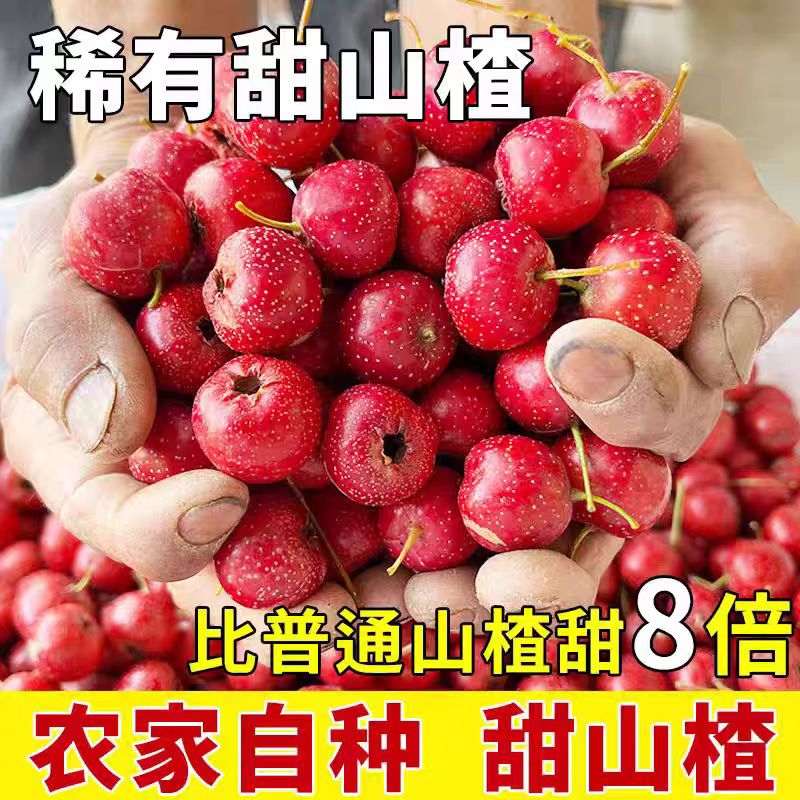 稀有品种当季新鲜水果现摘甜紅小山楂甜口山里红糖雪球