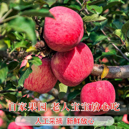 正宗陕西洛川红富士苹果新鲜水果