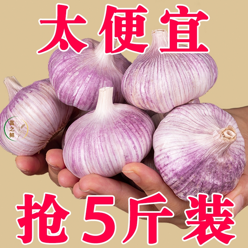 金乡特大紫皮大蒜头|千人收藏