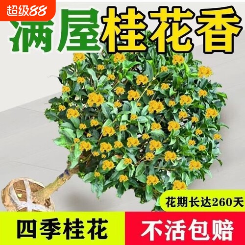 桂花树苗盆栽四季桂开花室内阳台庭院浓香型花卉绿植物金桂耐寒