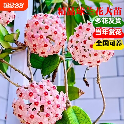 球兰盆栽垂吊绿植好养易爆花