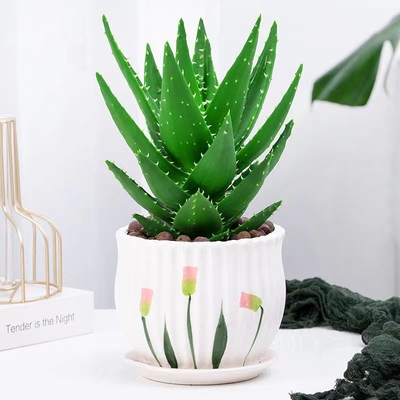 大盆芦荟盆栽室内净化空气绿植物办公桌面多肉四季好养花卉仙人掌