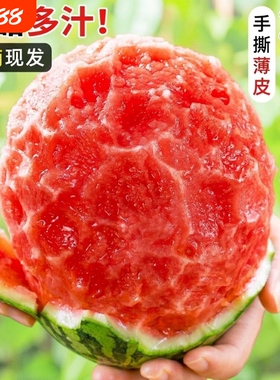 甘肃头茬沙漠种植手剥薄皮2k小西瓜酥脆小糖丸皮薄多汁西瓜4-6斤