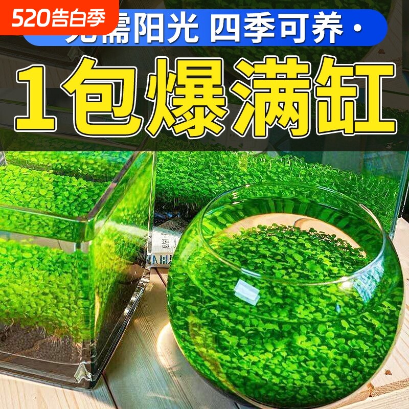 水草泥生态瓶水培植物客厅桌面水草种子对叶景观摆件创意玻璃鱼缸
