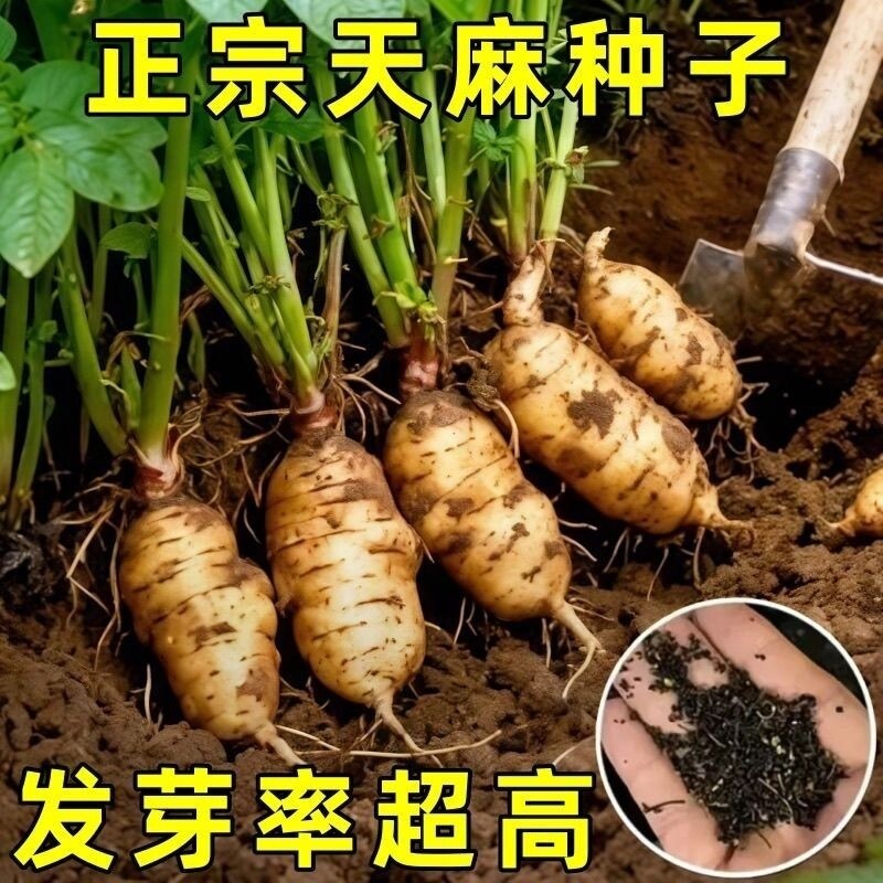网红-热销种!高发芽率云南天麻种子秋冬种植高产四季蔬菜种子-QqF图片