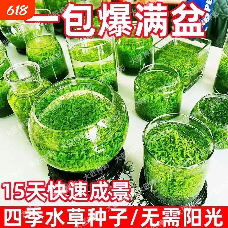 水草种子草微生态增氧造景水草泥四季鱼缸小型对叶水生底部植物