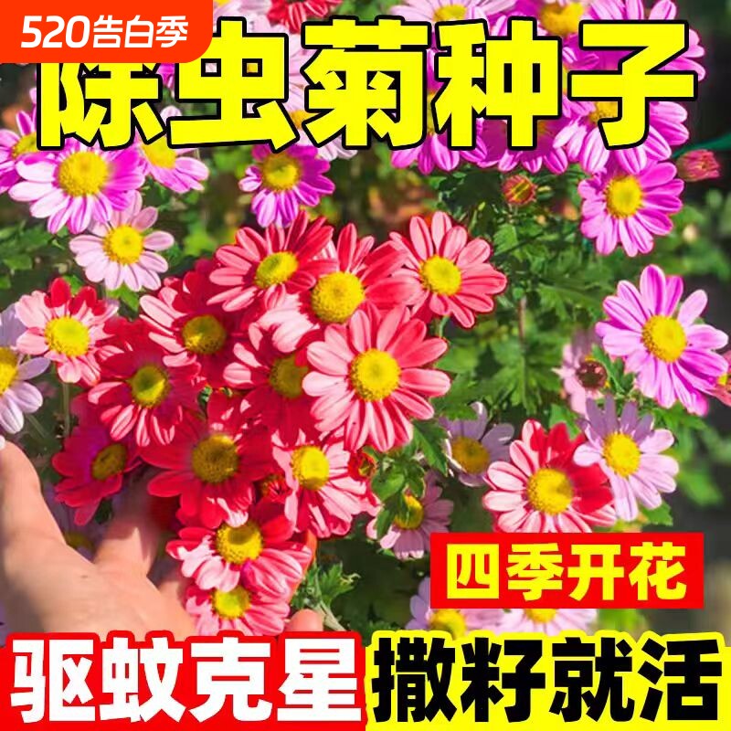 除虫菊花种籽子庭院驱蚊草花卉驱虫种子大全室外四季播种开花野花