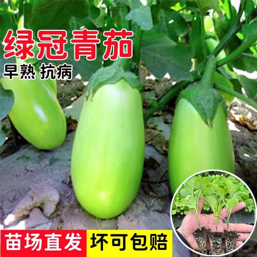 青茄子苗秧苗绿圆茄子苗灯